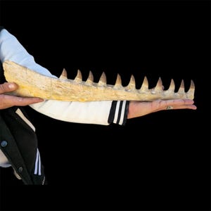 Rare Mosasaur Jaw Fossil with Teeth – Authentic Cretaceous Sea Predator”