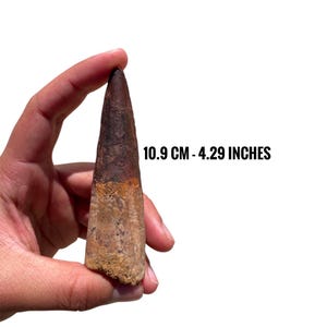 Raro fossile di dente di Spinosauro naturale di 4,3 pollici - Kem Kem Beds Marocco,