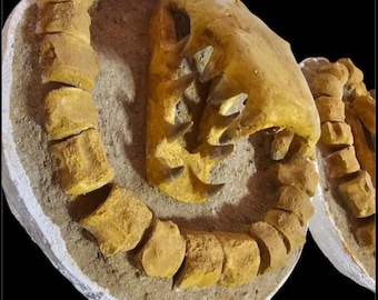 Rare Handmade Skull with Original Teeth & Vertebrae | Unique Fossil Decor