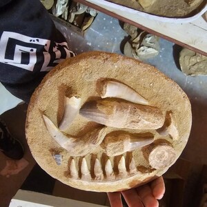 "Tesori fossili: uno sguardo agli oceani preistorici" Collezione di denti fossilizzati provenienti da antichi mari ritrovati in Marocco.