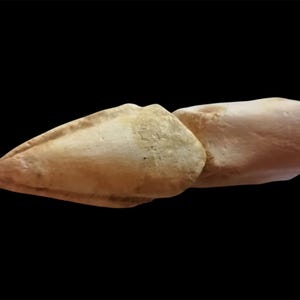 珍しい化石の猛禽類の爪を持つ恐竜、ケムケム、モロッコ、上部白亜紀