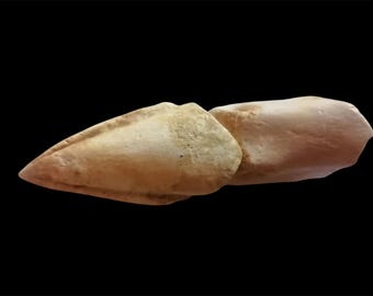 デルタドロメウス・ラプトルの爪の化石、本物の恐竜の爪、モロッコ産