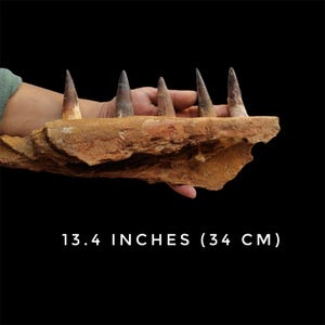 Fossile di mascella di Spinosaurus 13,4" - (34 cm) - Kem Kem Beds, Marocco**, fossili unici, la mascella più rara di sempre