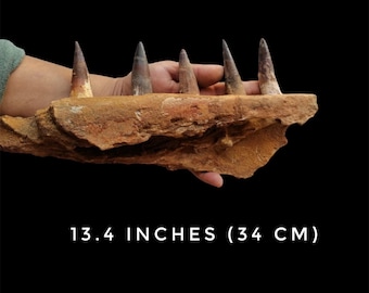 May include: A fossilized jawbone with six sharp teeth, measuring 13.4 inches (34 cm) long. The jawbone is brown and has a rough texture. The teeth are white and pointed.