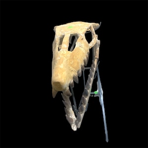 Mosasaur Skull Fossil: Authentic Prehistoric Decor (41cm)