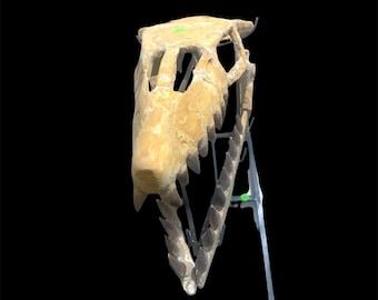 Fósil de cráneo de mosasaurio: Auténtica decoración prehistórica (41 cm)
