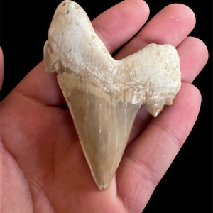 Huge RARE Otodus Shark Tooth- Buy 2 Get 1 FREE Fossils – Own Prehistoric Treasures!