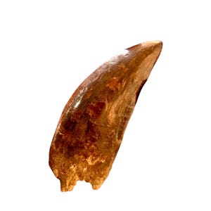 Raro Carcharodontosaurus marrone da 14 cm ("T-Rex africano") "5,5" dal Marocco Kem Kem Beds - Reliquia di dinosauro, pezzo unico nel suo genere