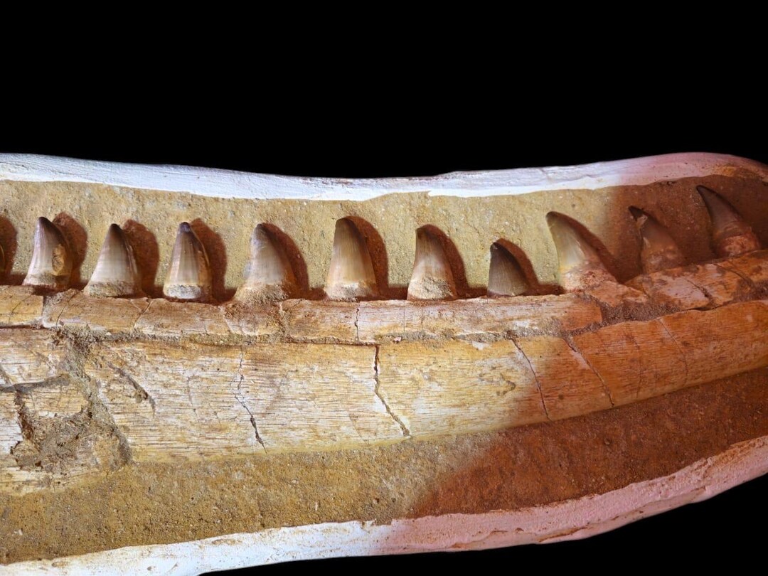 7000万年前のモササウルスの顎の化石：モロッコで発掘 - Etsy 日本