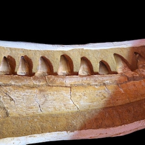 Espositore gratuito per esposizione di mascelle di mosasauro risalenti a 70 milioni di anni fa, rinvenuto in Marocco: svelato un tesoro preistorico!