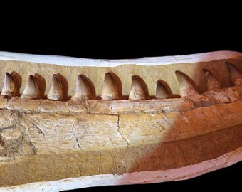 70-Million-Year-Old Mosasaur Jaw Fossil: Unearthed in Morocco