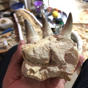 Arte fossile raffigurante collo e denti di mosasauro: esposizione di qualità museale per gli amanti dei dinosauri!