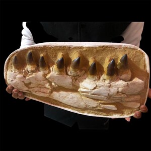 Incredibile fossile di mascella di mosasauro di 70 milioni di anni fa: predatore marino preistorico, dal Marocco