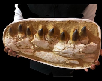 70-Million-Year-Old Mosasaur Jaw Fossil: Prehistoric Marine Predator from Morocco