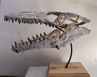 Op de afbeelding: Een fossiele dinosaurus schedel met scherpe tanden gemonteerd op een houten voet. De schedel is wit en grijs met een getextureerd oppervlak.