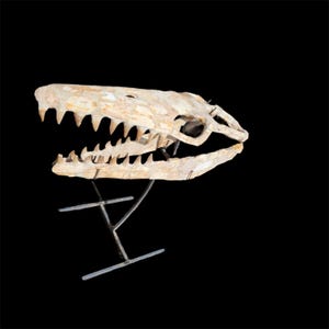 Raro teschio di Mosasauro + supporto GRATUITO! / 43 cm / Bacino di Sidi Chennane, Marocco / Fossile ultra raro, espositore unico nel suo genere**