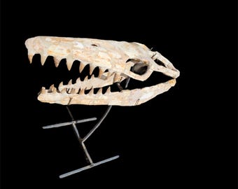 Raro fósil de cráneo de mosasaurio / Cuenca de Sidi Chennane, Marruecos, 43 cm