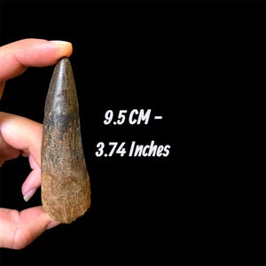 Rare Spinosaurus Aegyptiacus Tooth Fossil - Kem Kem Beds, Morocco 9.5 cm 3.74