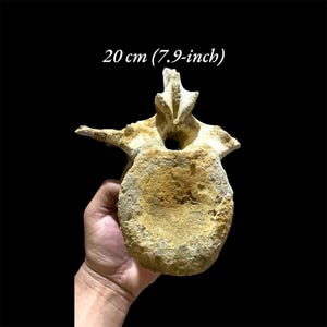 RARE fossile di vertebre di Spinosaurus da 20 cm (7,9 pollici) - Autentici giacimenti di Kem Kem, Marocco - Osso di dinosauro unico nel suo genere