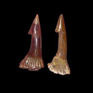 Rari fossili di pesce sega naturali provenienti dai giacimenti di Kem Kem in Marocco • 6,5 cm (2,56") e 6 cm (2,36") • Tesori preistorici unici nel loro genere.