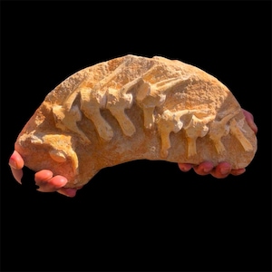Raro fossile di mosasauro con coda: una rarità preistorica unica nel suo genere