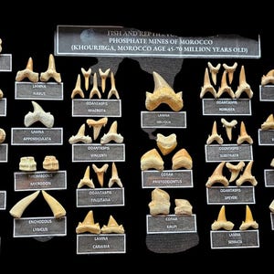 Vetrina di predatori preistorici: denti fossili degli antichi oceani rinvenuti in Marocco, denti di mosasauro, Enchodus, Lamna…