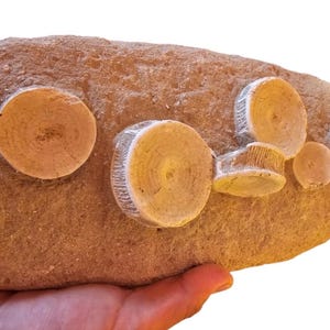 Eredità fossilizzata: vertebre di mosasauro nella matrice rinvenute nei bacini marocchini di Khouribgha.