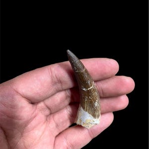 Plesiosauro naturale gigante da 2,75 pollici – Ottimo regalo Marocco (Sidi Chennane, Bacino di Khouribga), regalo di compleanno, idea regalo.