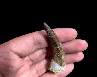 2.75" Natural 5 piece of Plesiosaur Tooth Fossil - Morocco