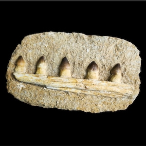 Authentic Globidens Jaw Fossil with Teeth – Rare Marine Reptile Specimen from Morocco