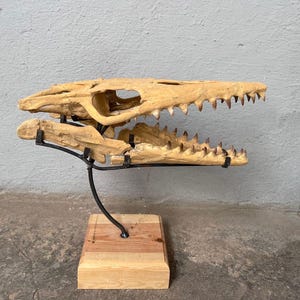 Natural Mosasaur Skull, FREE DISPLAY Holder Included.