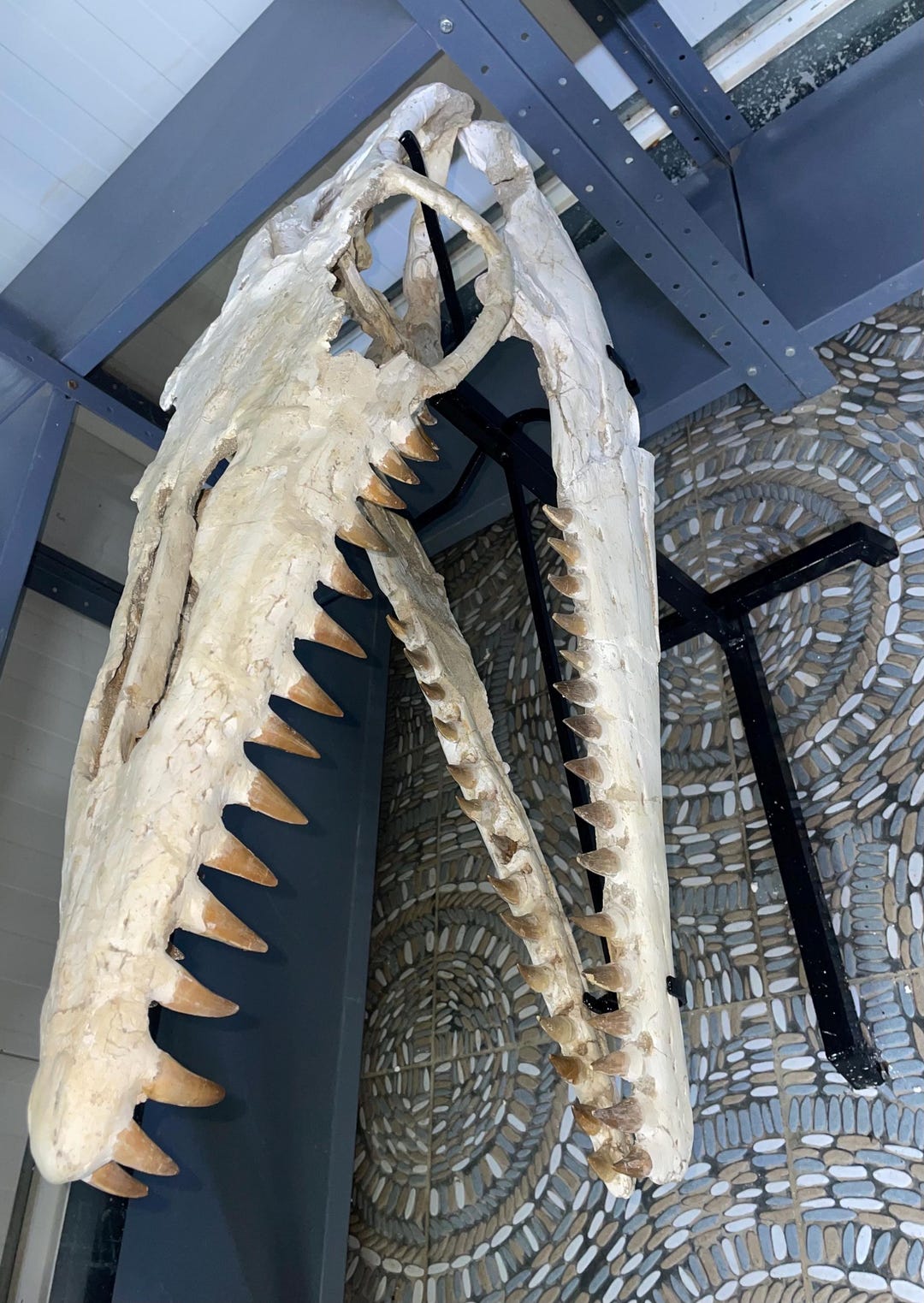 Exclusive Holder FREE Natural Mosasaur Skull 75cm Rare Moroccan exclusive-holder-free-natural-mosasaur-skull-75cm-rare-moroccan