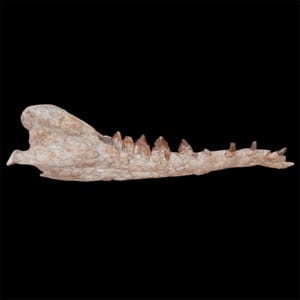Fossile di mascella di Basilosauro naturale (39,6 pollici) - 100 cm - Kem Kem Beds, Marocco - UNICO NEL SUO GENERE