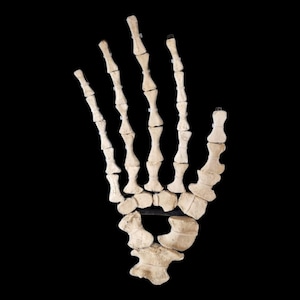 Espositore gratuito con pagaia preistorica per Plesiosauro da 50 cm, incluso fossile Marvel dal Marocco!**