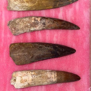 Collezione RARA di 15 pezzi di Spinosaurus, dai giacimenti di Kem Kem in Marocco