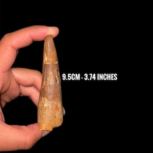 Spinosaurus Tooth Fossil: Rare Cretaceous Dinosaur Relic from Kem Kem Beds