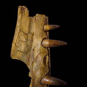 Spinosaurus Kieferfossil - 20 cm (≈ 7.87 inches) - Genuine Kem Kem Beds, Marokko