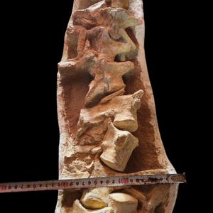 Vertebre fossilizzate di mosasauro in mostra: 70 milioni di rari fossili di predatori marini del Cretaceo, provenienti dal Marocco