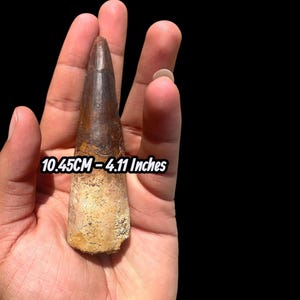 New RARE Spinosaurus Fossil Tooth - Kem Kem Beds, Morocco ,Own a Prehistoric Masterpiece: 95 Million Years of History