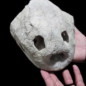 Cranio di tartaruga fossilizzato - Raro tesoro preistorico dal Marocco