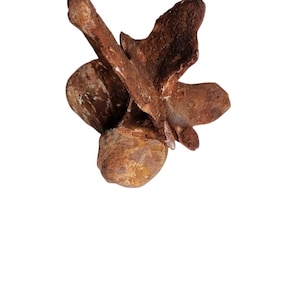 Raro fossile di vertebra di Spinosauro - Autentici giacimenti di Kem Kem in Marocco, ossa di dinosauro