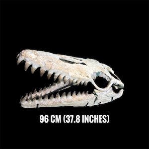 Gigantesco cranio fossile di MOSASAURO (31,8") - RARO Bacino di Sidi Chennane, un tesoro! Dal Marocco.