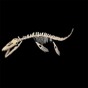 May include: A fossilized skeleton of a prehistoric marine reptile, known as an ichthyosaur, with a long, slender body, flippers, and a pointed snout. The skeleton is displayed against a black background.