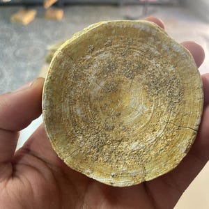Rara vertebra di pesce fossile – esemplare naturale da Sidi Chenane, Khouribga, Marocco