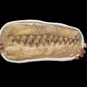 Raro fossile di Mosasauro a due mascelle, 50 cm, in matrice, espositore indipendente, / 19,7 cm / Bacino di Sidi Chennane, Marocco*