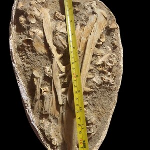 Cranio di pesce fossile raro di Enchodus libycus, risalente a 70 milioni di anni fa, rinvenuto in Matrice – Era Cretacea, in Marocco