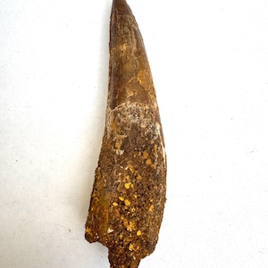 Seltenes 4,20 ”natürliches großes Spinosaurus Zahnfossil - Kem Kem Beds Marokko,