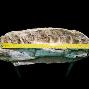 Autentico fossile di mascella di mosasauro giurassico – Giacimenti di fosfato del Marocco
