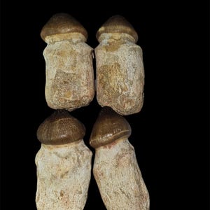 Globidens Fossiler Zahn: Seltenes Relikt eines Mosasauriers aus Marokko