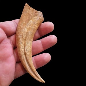 10,5 CM "Raro artiglio di Spinosauro naturale - Fossile marocchino esclusivo dai letti di Kem Kem (4,13 pollici)"